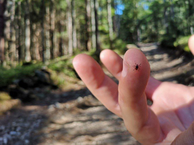 Tick Safety and Lyme Disease Prevention