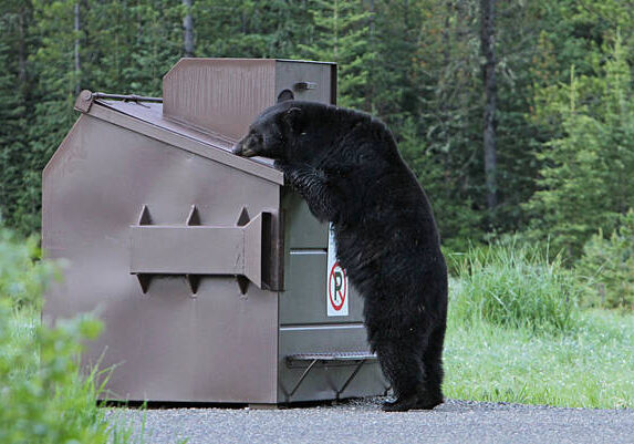 Bear Awareness Training Online