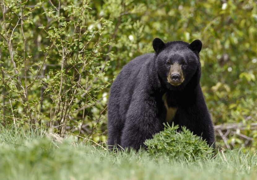 Bear Awareness Training Online