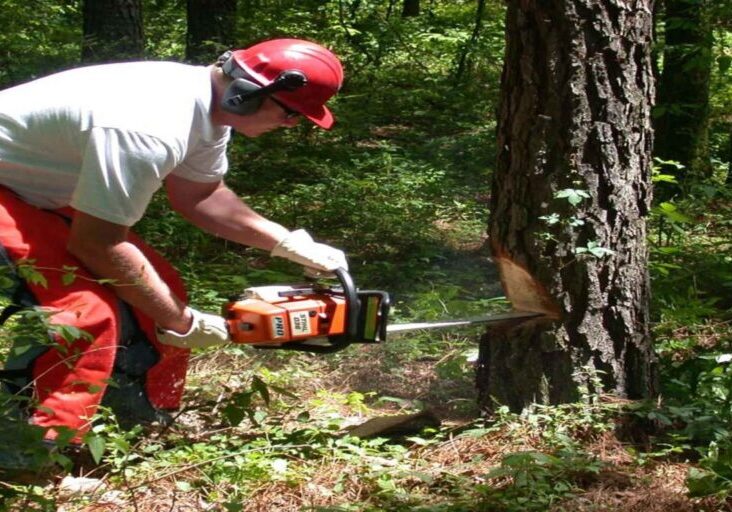 Safe Chainsaw Operation in Canada