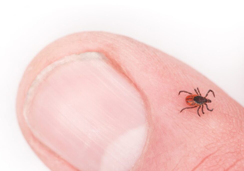 Tick Safety in Canada