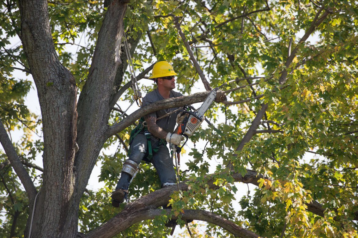 Tree Trimming Safety Course