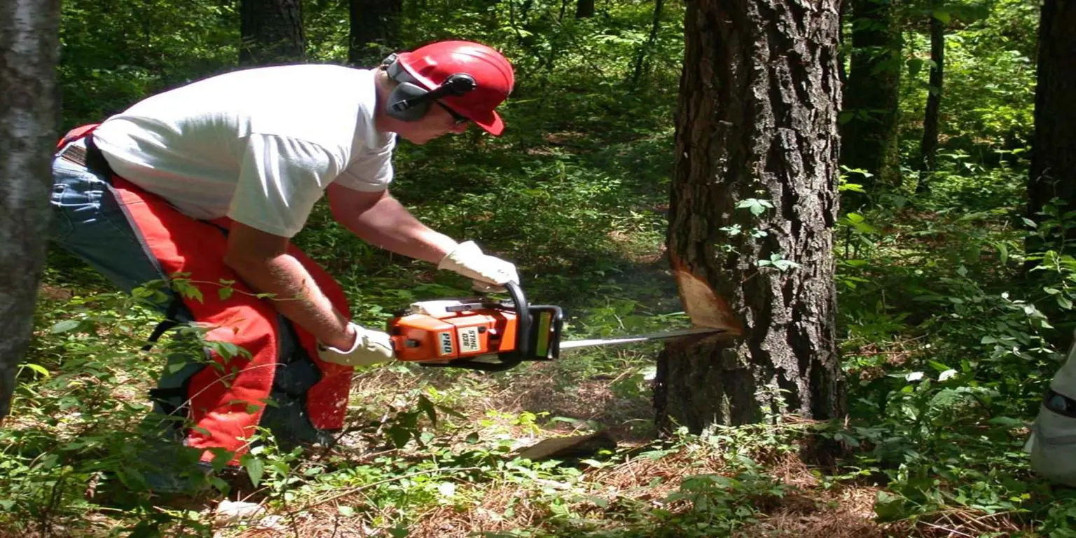 Safe Chainsaw Operation in Canada