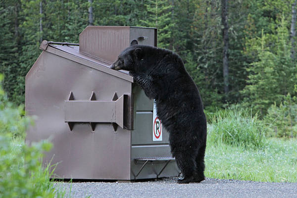 Bear Awareness Training Online