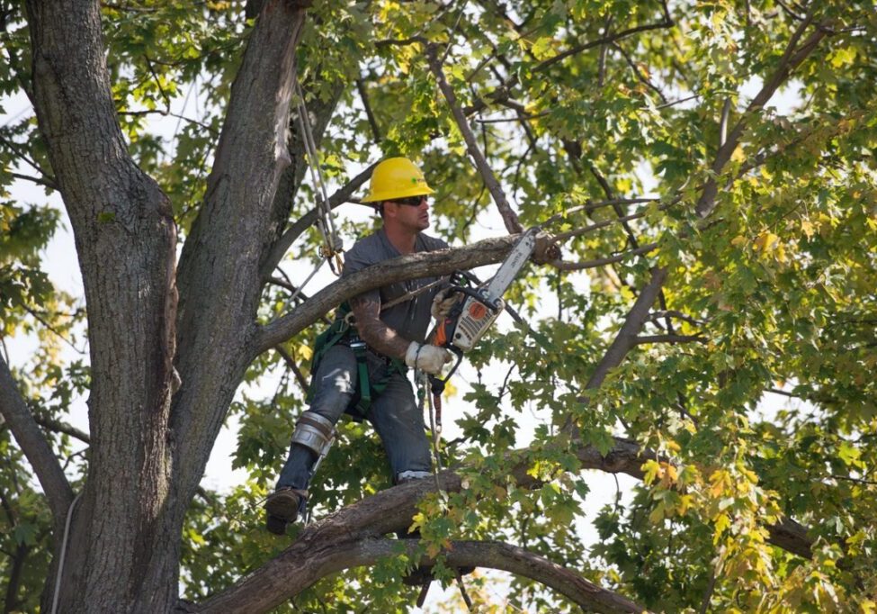 Tree Trimming Safety Course